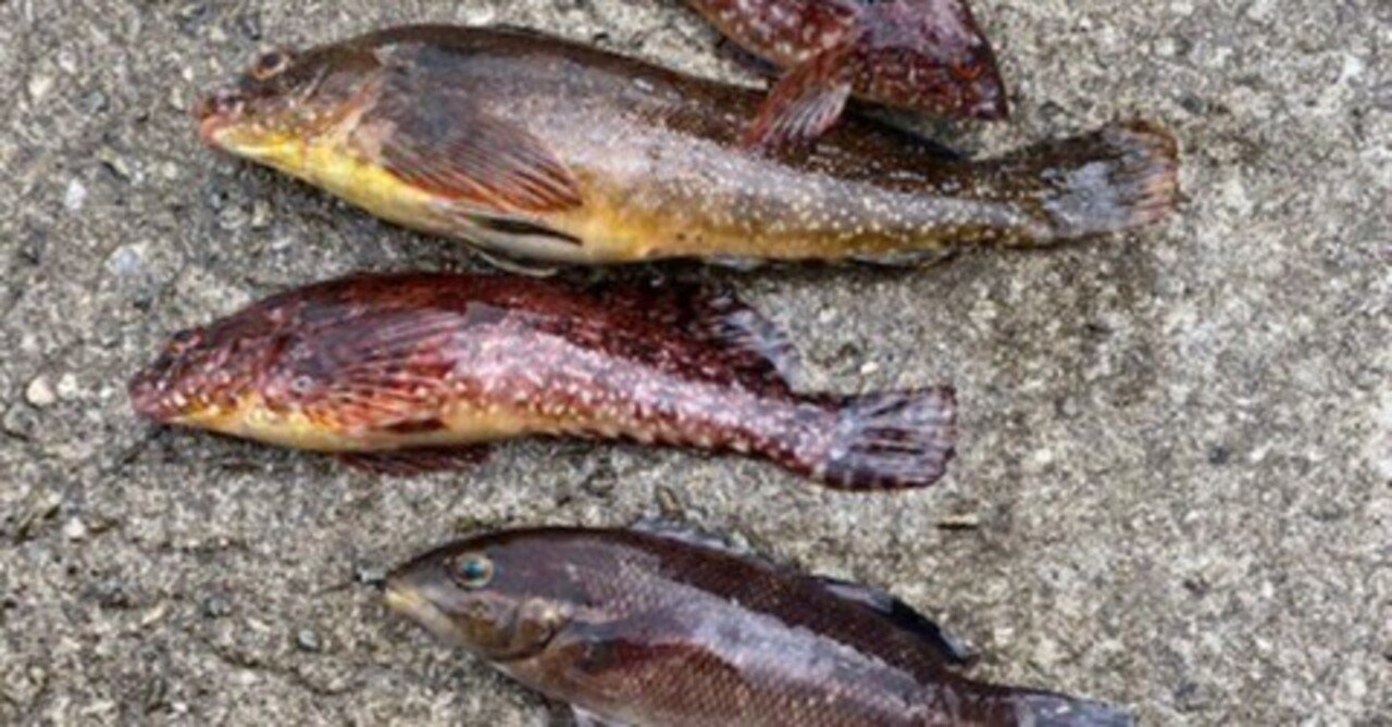 堤防周りの胴付き釣りで釣れる主な魚10選 初心者必見 30cm超えの大物も簡単にたくさん釣れることもあり 実は一番万能な釣法かも 龍キング 釣り Note 堤防周りの胴付き釣りで釣れる主な魚10選 初心者必見 30cm超えの大物も簡単にたくさん釣れることもあり 実は一番万能な釣法かも 龍キング 釣り Note