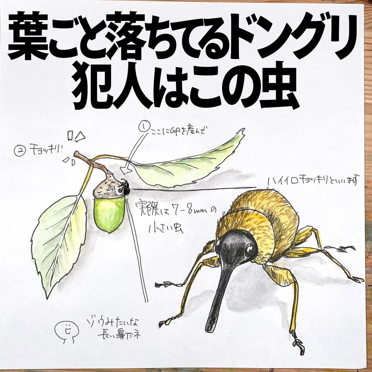 葉ごと落ちてるドングリの犯人はこの虫 ハイイロチョッキリ 自然ガイドのくますけ ネタ帳を毎日配信中 Note