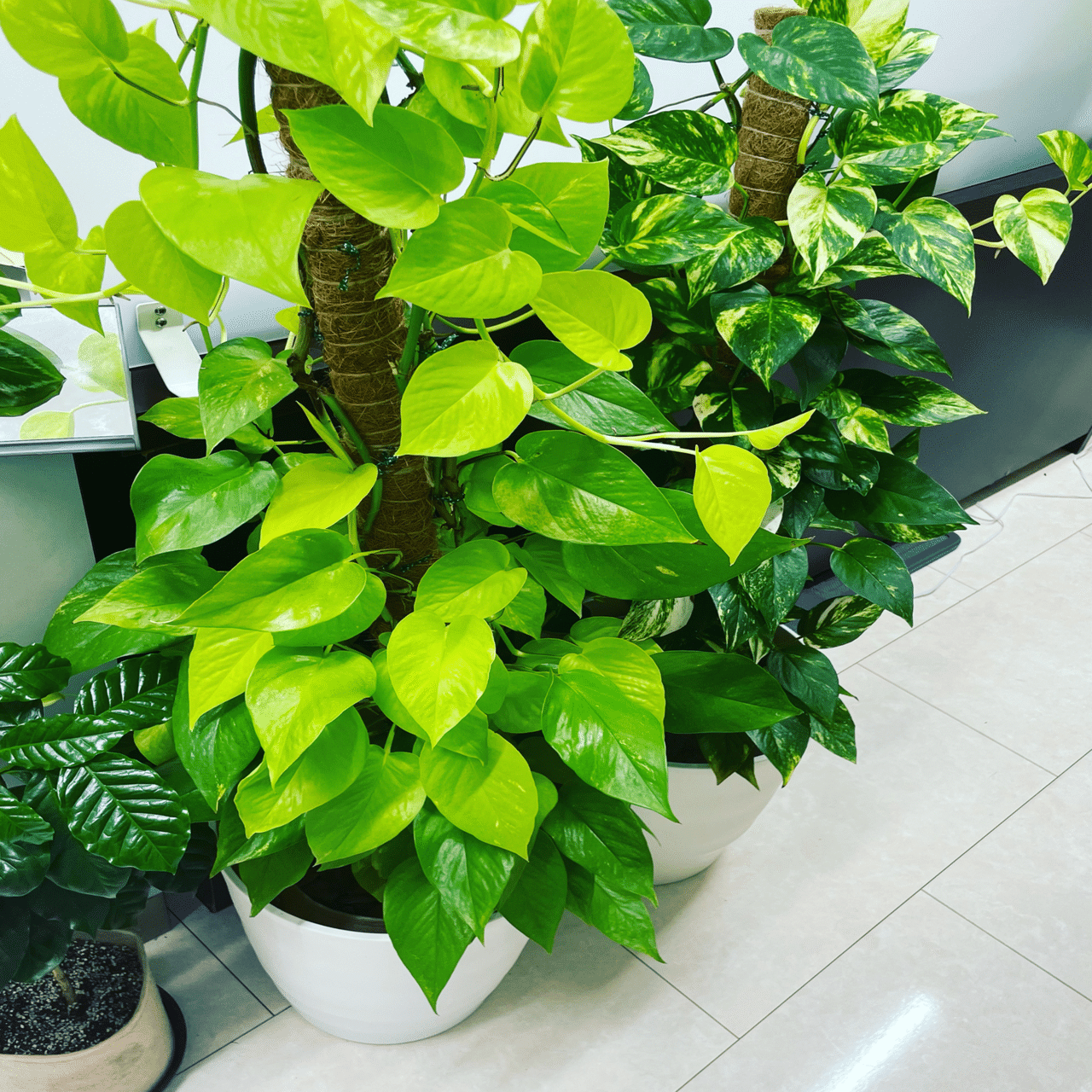 ポトス2種類 ヘゴ仕立て ポトスライムはレア さえこ 福祉事業の経営コーチ Note