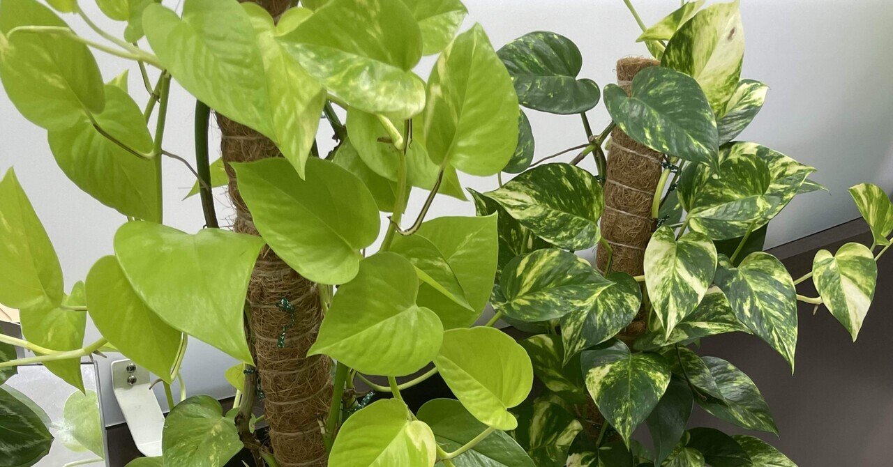 ポトス2種類 ヘゴ仕立て ポトスライムはレア さえこ 福祉事業の経営コーチ Note