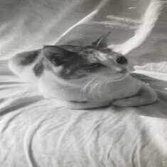 パンにゃコッタde古物商