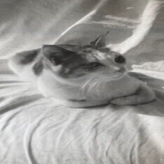 パンにゃコッタde古物商