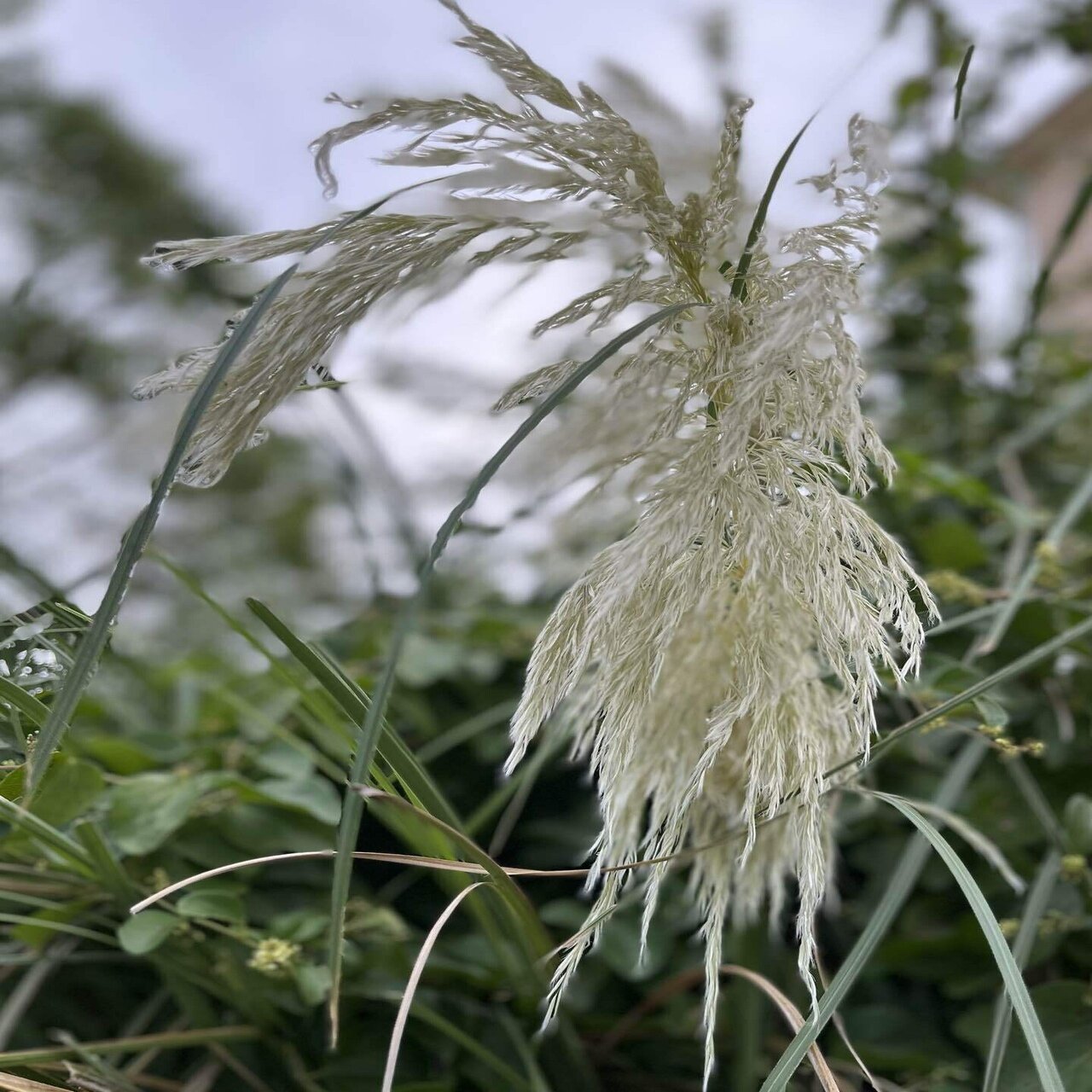 お化けススキ ってなによ まるまるの虫 カメさん Note