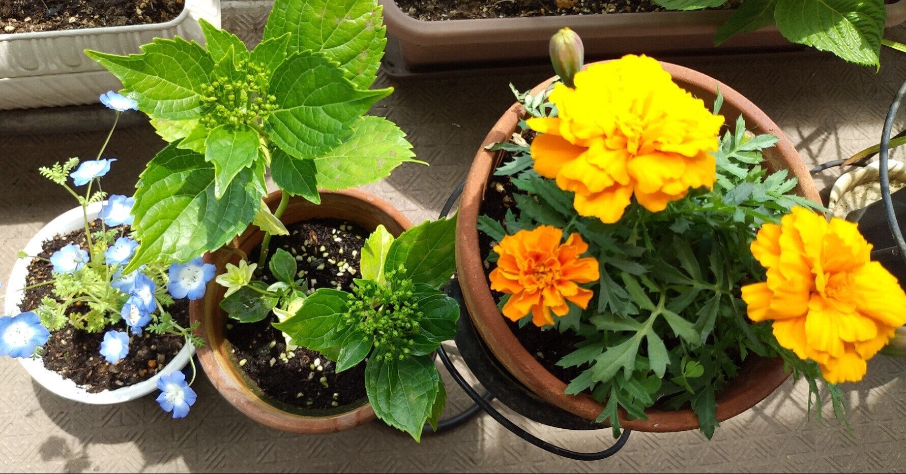 Sns不得意おばさんがバンドで歌う マリーゴールド と 言葉の配信で思うこと Nanako K Note Sns不得意おばさんがバンドで歌う マリーゴールド と 言葉の配信で思うこと Nanako K Note