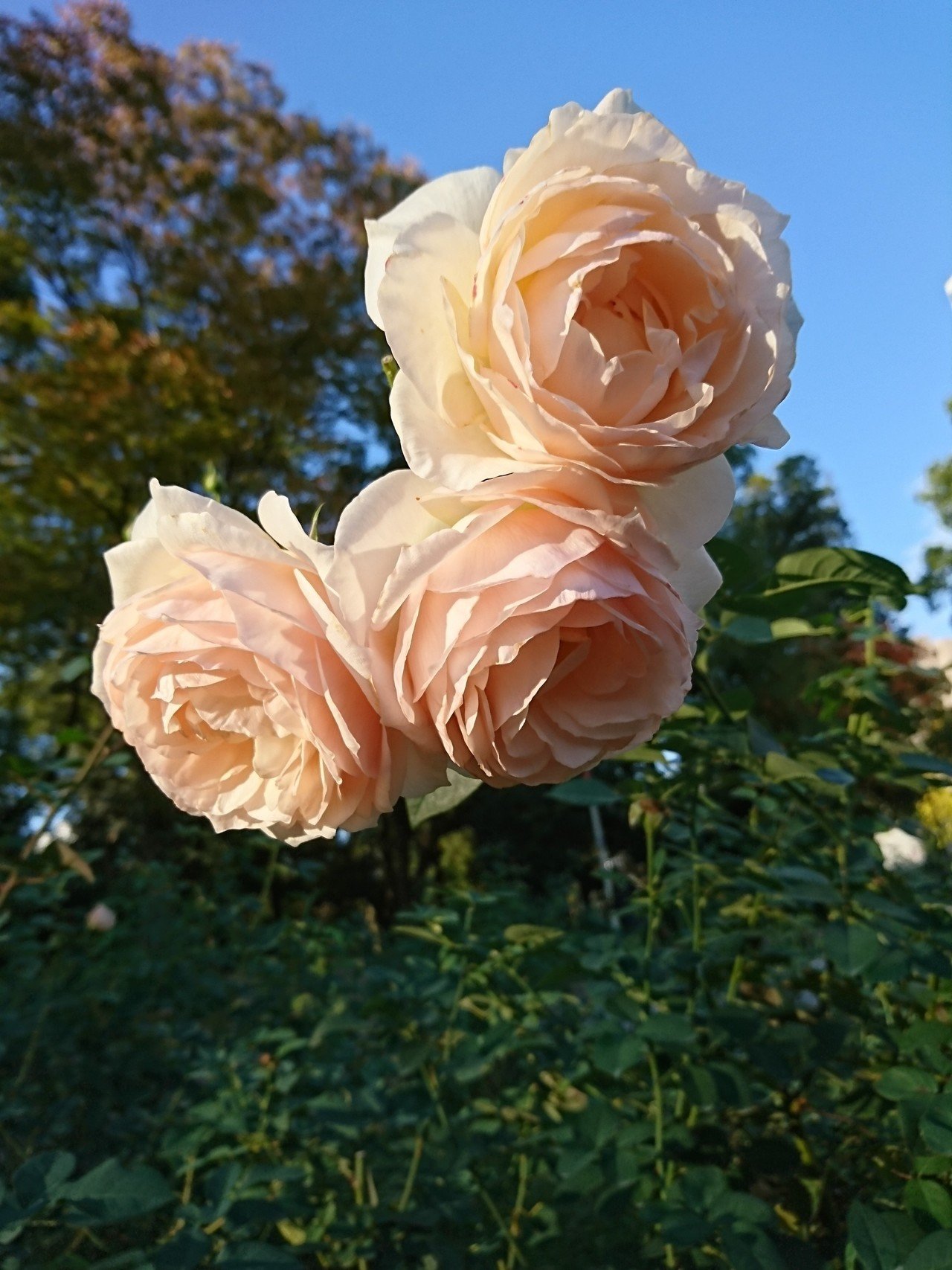 今朝のバラ 11月日 火 つぃてる だぃちゃ Note