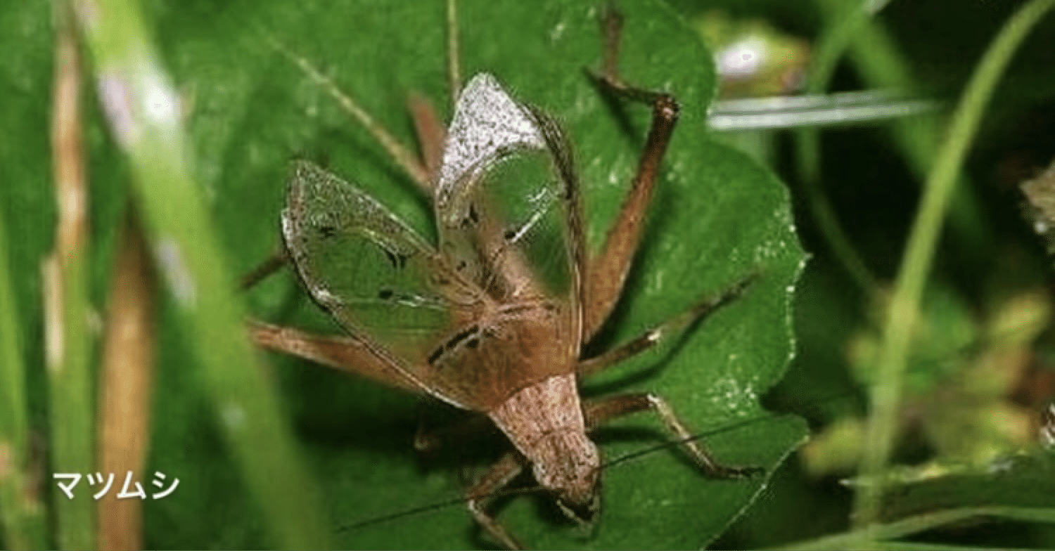 詩 秋虫 第271幕 空 くう Note 詩 秋虫 第271幕 空 くう Note