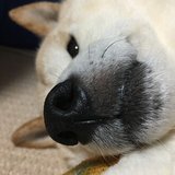 疲れた犬