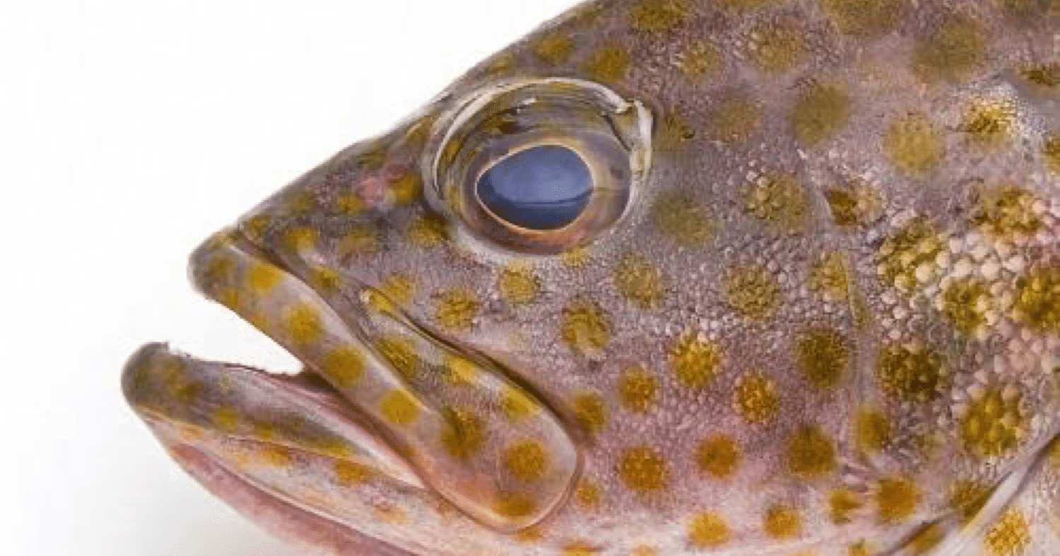君の名は お魚図鑑 オオモンハタ Shinmr Note