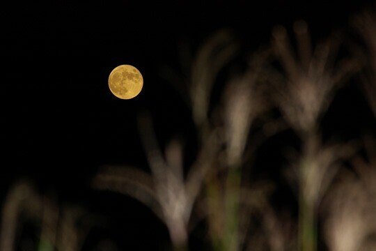 ９月１４日は十五夜のお月見（中秋の名月、芋名月）