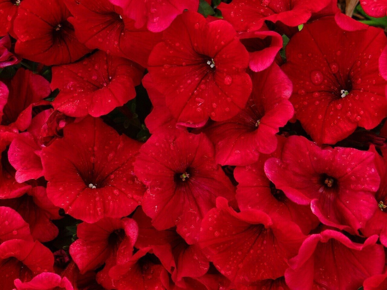 真っ赤なペチュニアの花言葉 決して諦めない 私の好きな花 決して諦めない 自分の人生を 自分を知ってそれを活かして生きましょう 諦めなければ 必ず未来は輝いてく 数秘術の数字で例えると きこ 占い レイキ ヒアリング重視 寄り添い型アドバイザー Note