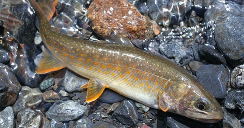 エゾイワナ の新着タグ記事一覧 Note つくる つながる とどける エゾイワナ の新着タグ記事一覧 Note つくる つながる とどける