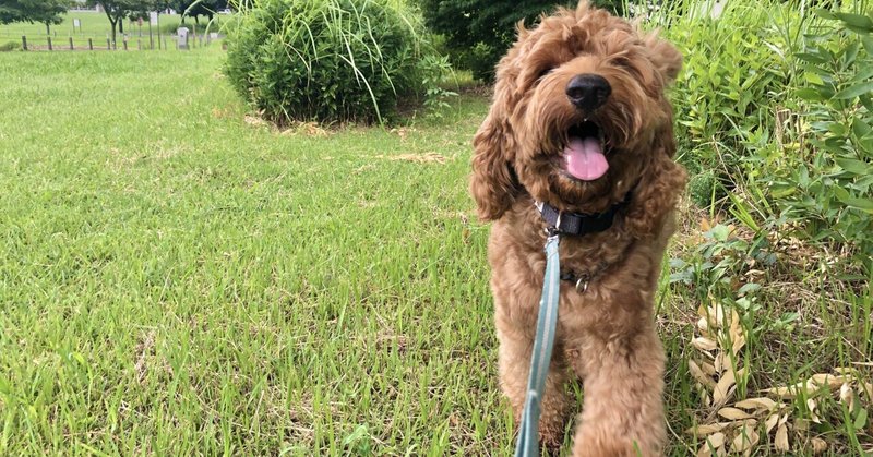 愛犬に手を噛まれる