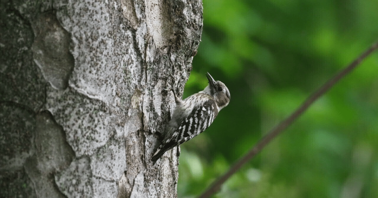 啄木鳥一句 白 Note