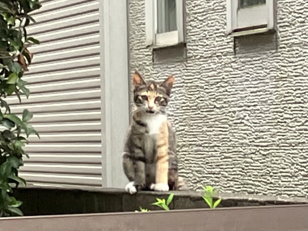 画像5