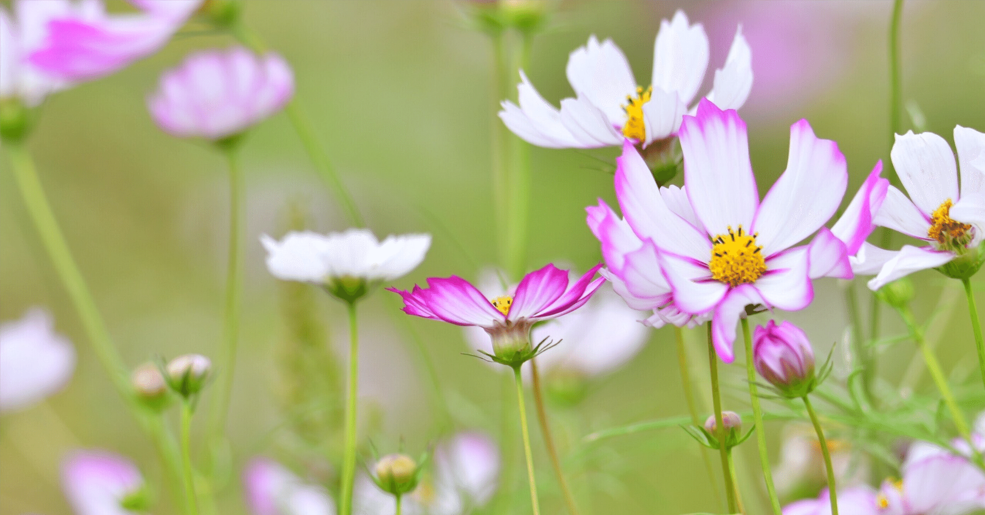 踏みだして心さだまるコスモス畑 Kusabue 現代俳句 Note 踏みだして心さだまるコスモス畑 Kusabue 現代俳句 Note