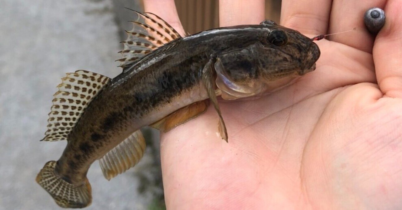 東京ハゼ釣り 旧中川9月3日釣果 Tamago557 Note 東京ハゼ釣り 旧中川9月3日釣果 Tamago557 Note