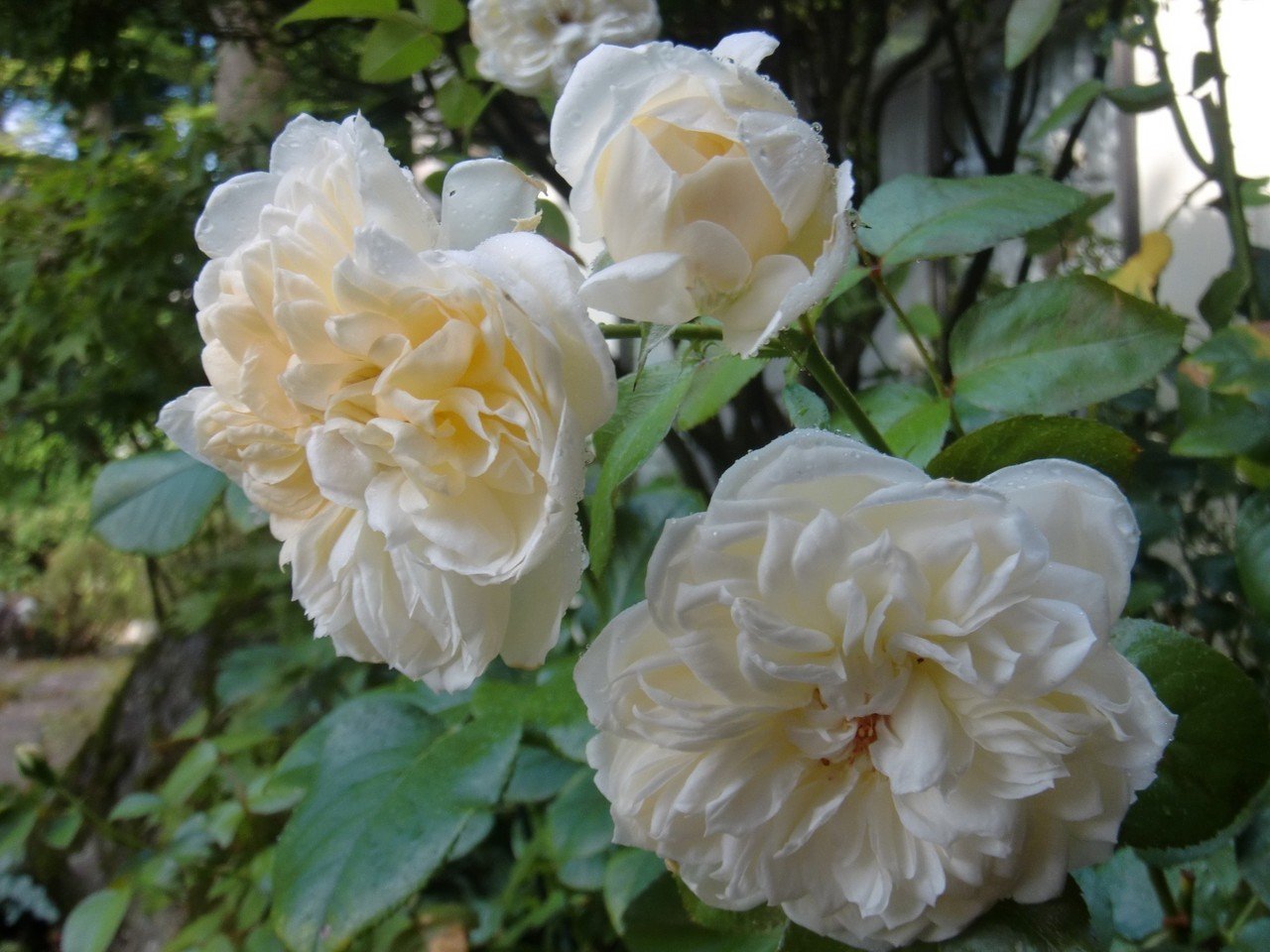 薔薇の冬支度が始まる 今日はアリアドネ 足袋猫 Note 薔薇の冬支度が始まる 今日はアリアドネ 足袋猫 Note