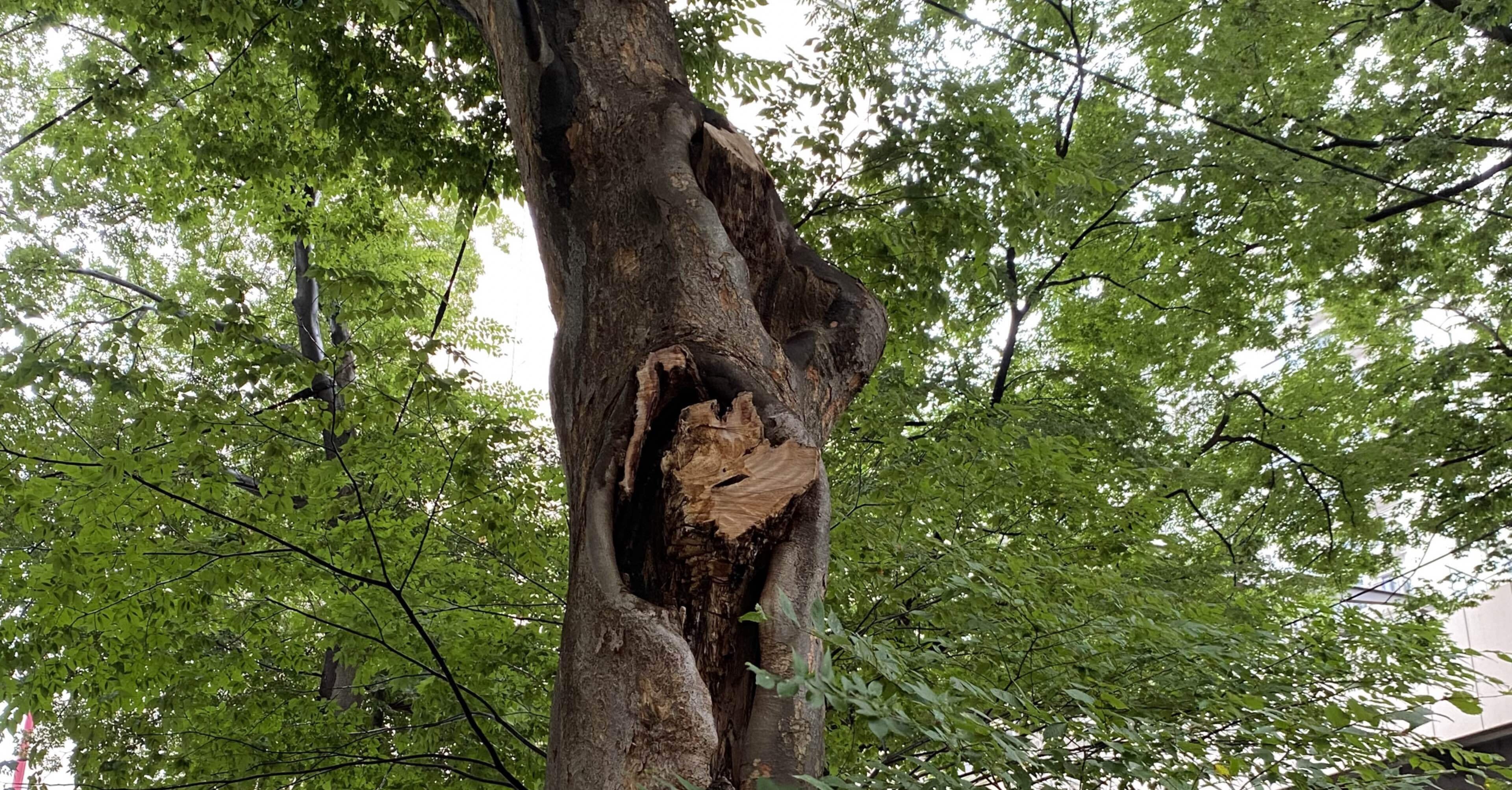 令和版武蔵野探勝会 其の一｜楠本奇蹄