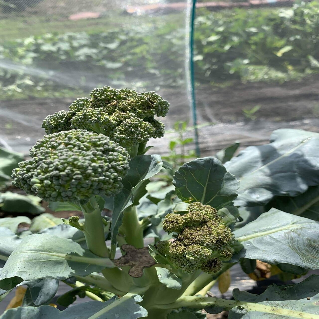 今日の家庭菜園 9 4 ますたけ Note