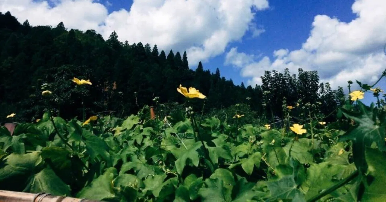 畑について｜369vegeful