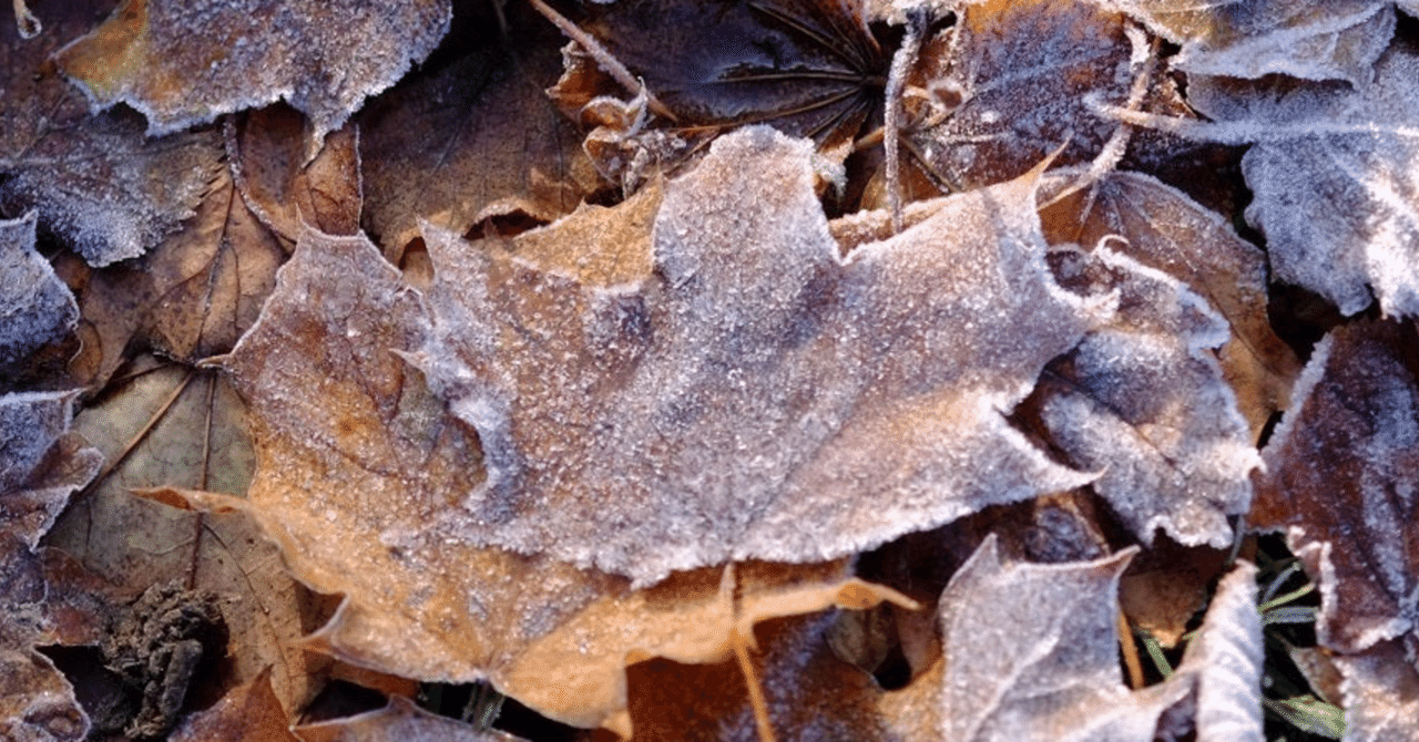 季語「桐一葉」|すうぷ