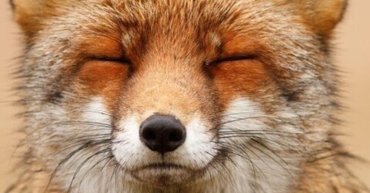 本日のgoldについて キツネの目 Note 本日のgoldについて キツネの目 Note