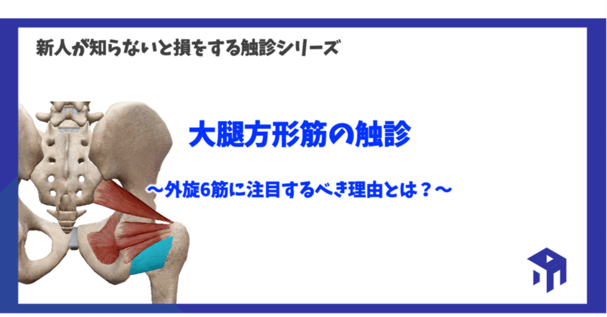 大腿方形筋の触診｜加藤淳