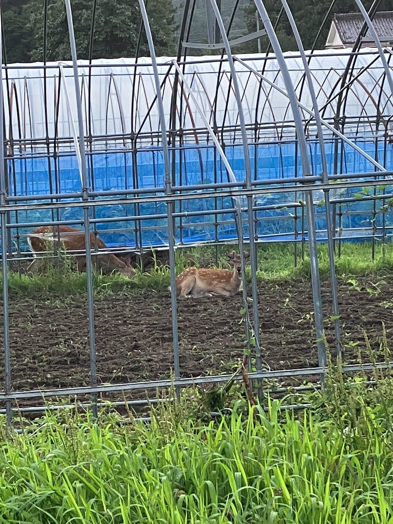 ちおこジビエ 8月の活動報告 まつしたあかり Note ちおこジビエ 8月の活動報告 まつしたあかり Note