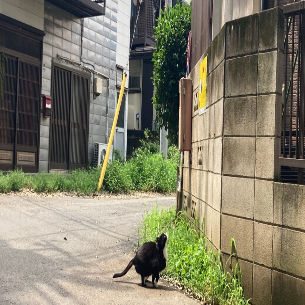 夏の猫たち 猛暑 7月編 猫アイコンには言われたかない Note