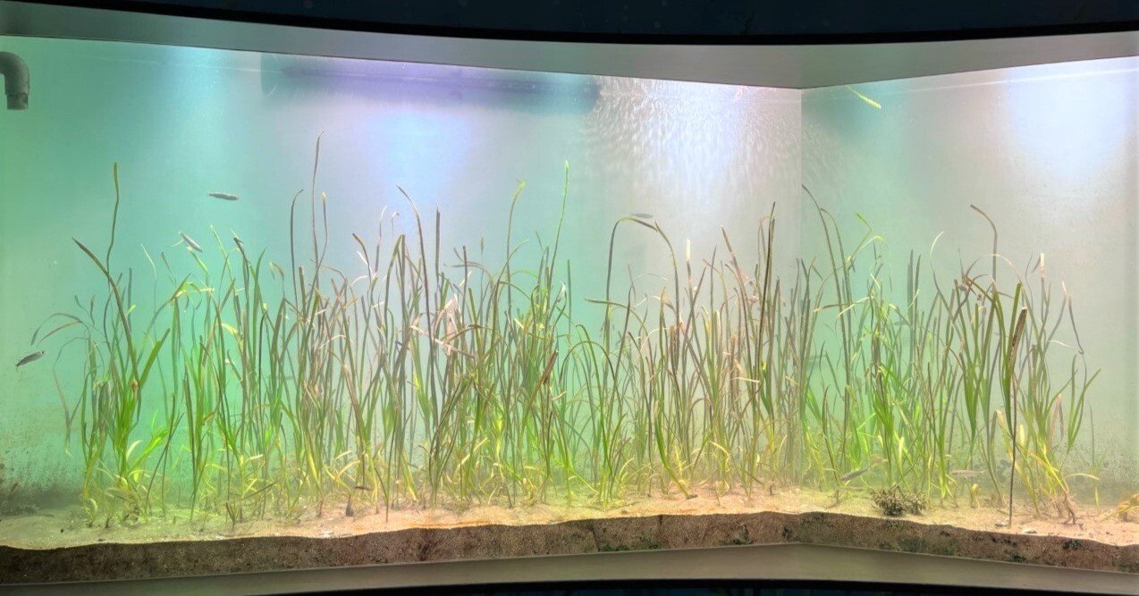 83174a4709b922076a0d113c431bc0