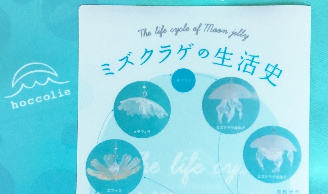 クラゲの成長過程がこんなにヘンテコだなんて ほっこりえ Note