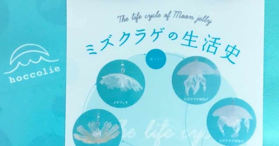 クラゲの成長過程がこんなにヘンテコだなんて ほっこりえ Note