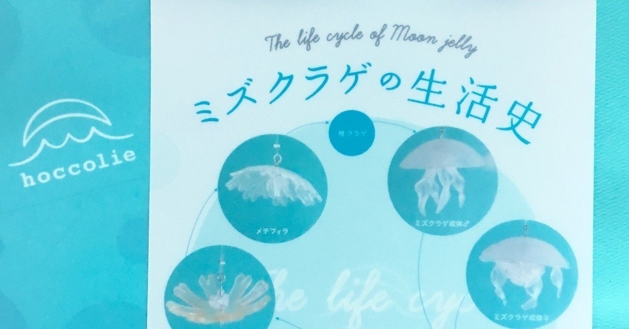 クラゲの成長過程がこんなにヘンテコだなんて ほっこりえ Note