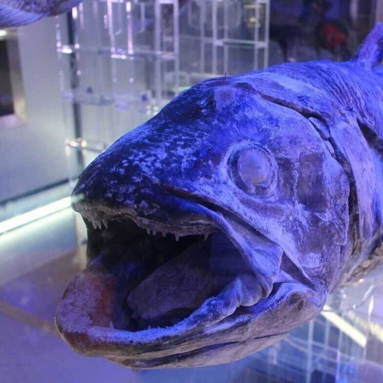 シーラカンス 蒲郡9R 19:16｜競艇予想のシーラカンス