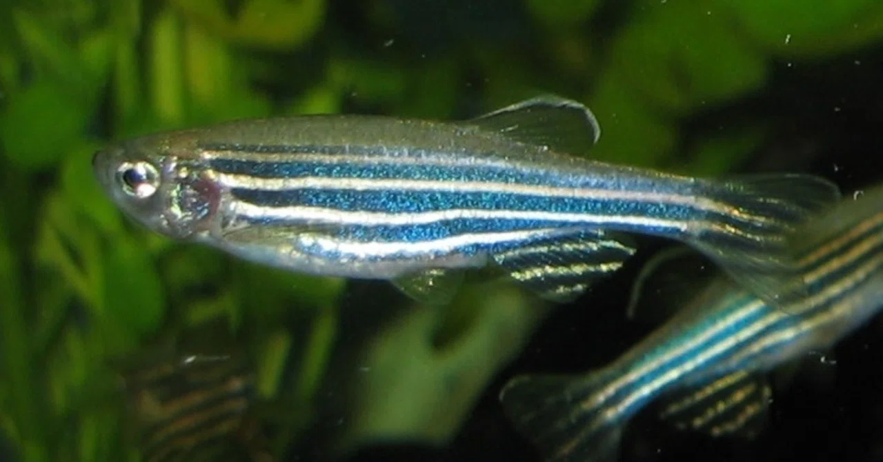性格によるマッチングが魚の子孫繁栄に役立つ｜イノカ
