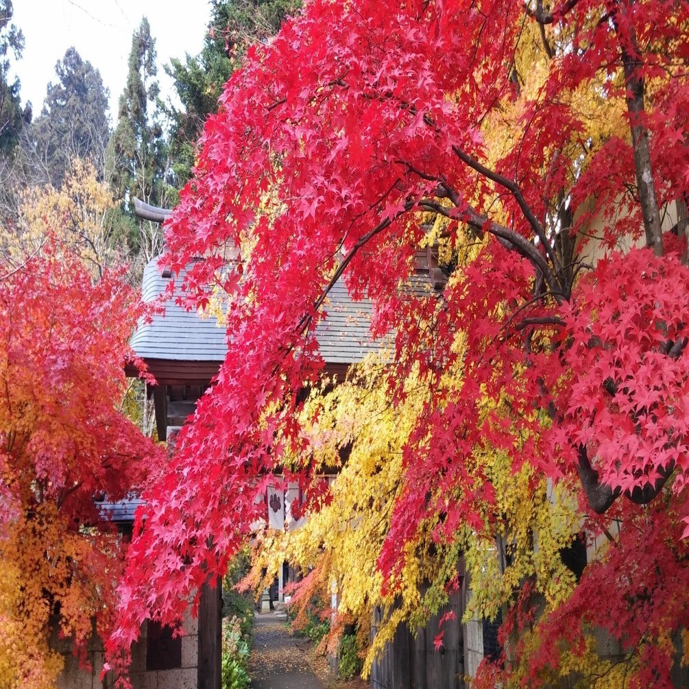 願いが叶うパワースポット☆ 姫旅♡②なじょな願いも叶う会津 立木