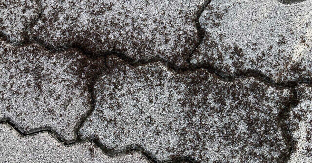 アリさんが通せんぼするの S まるまるの虫 カメさん Note アリさんが通せんぼするの S まるまるの虫 カメさん Note