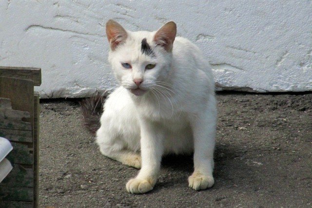 こちらは最近見つけた猫でまだ馴染んでません…