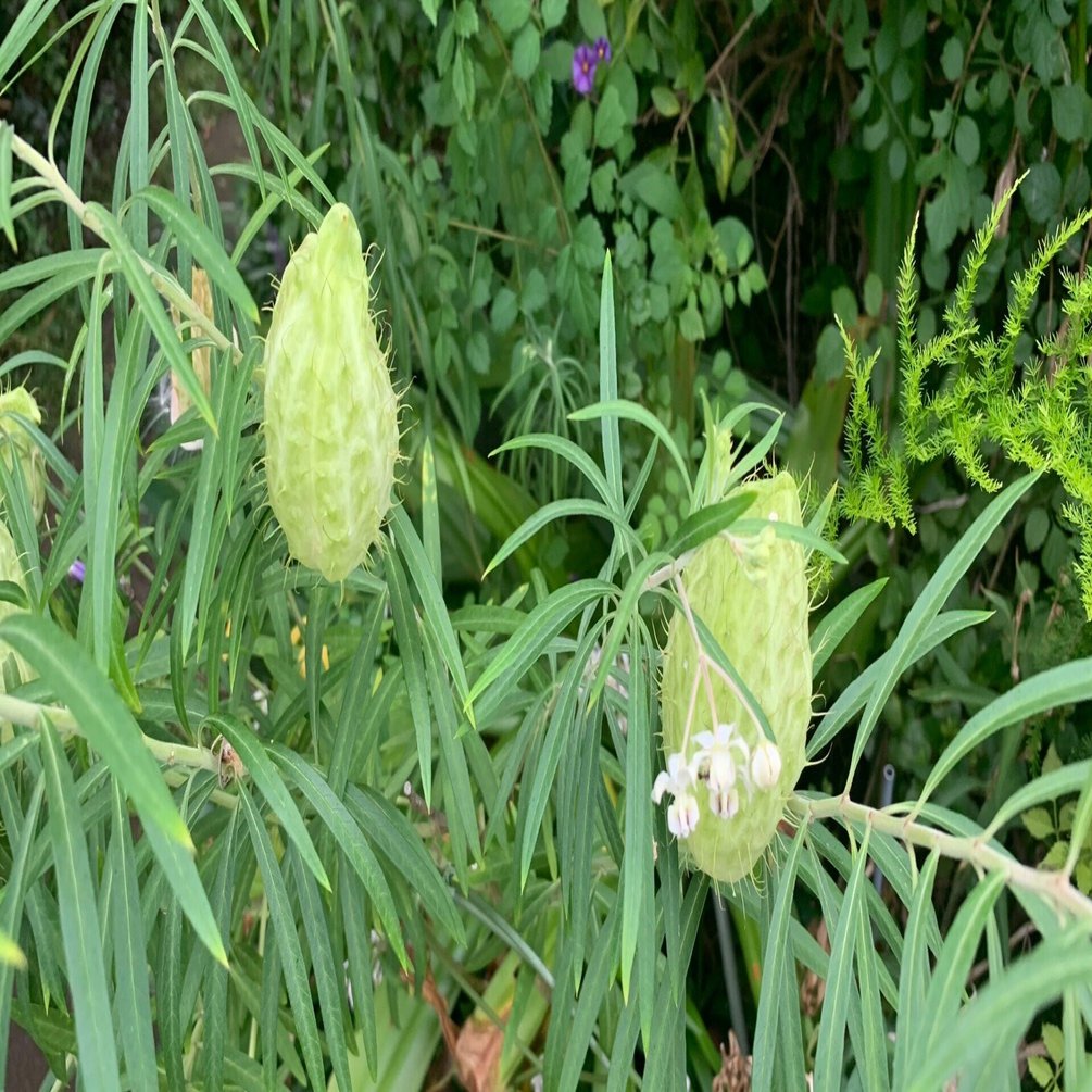 風船唐綿 Kumadi Note