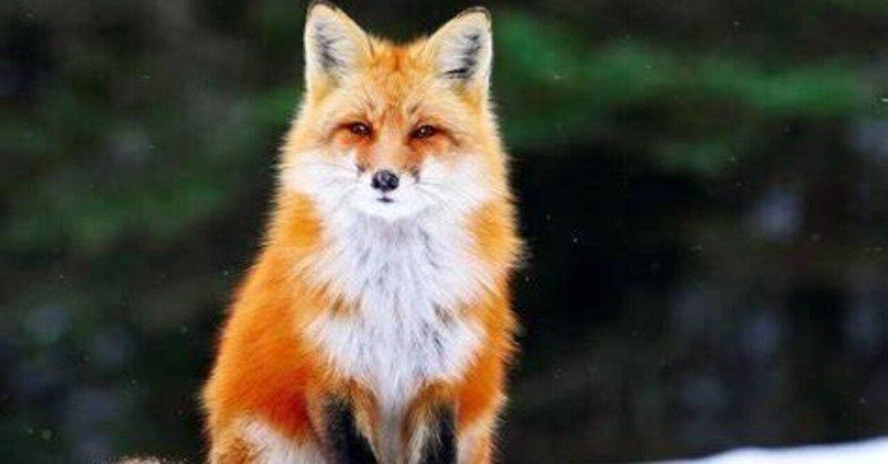 本日のgoldについて キツネの目 Note 本日のgoldについて キツネの目 Note