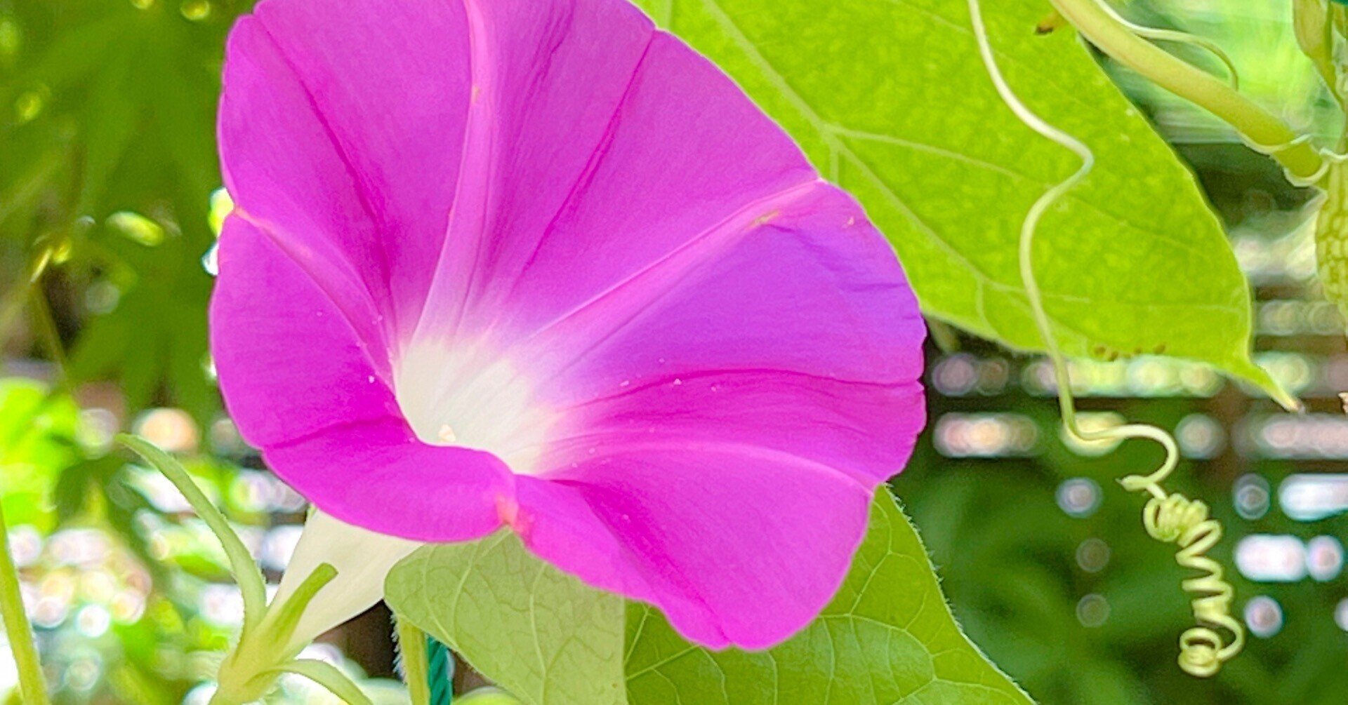 感謝して次に進む こゆり ᴗ ドット絵の人 Note 感謝して次に進む こゆり ᴗ ドット絵の人 Note