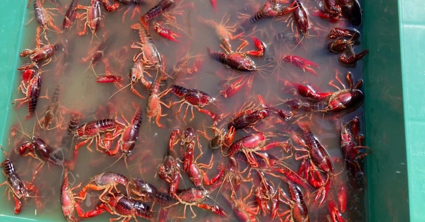 アメリカザリガニ釣り大会 釣って食べて田んぼを守ろう きょっぴー Note アメリカザリガニ釣り大会 釣って食べて田んぼを守ろう きょっぴー Note