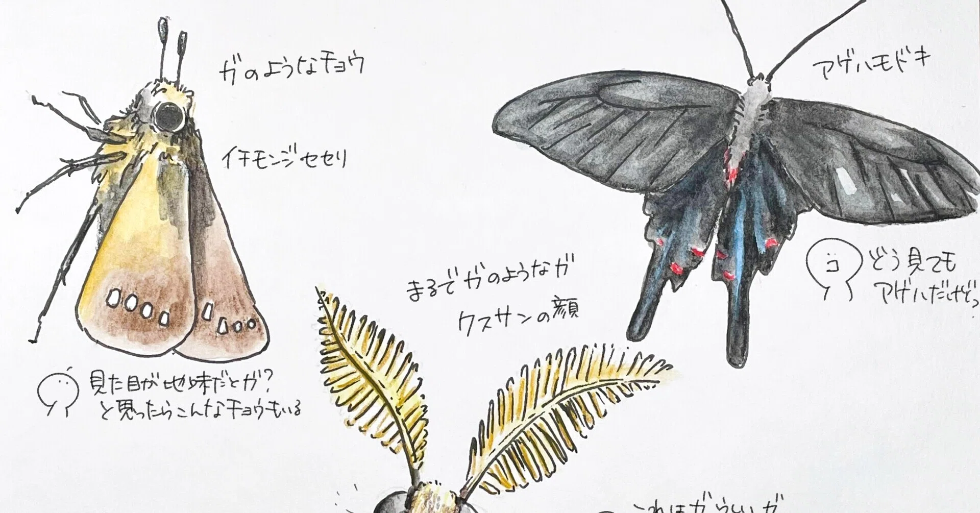 チョウとガの違いはあいまい｜くますけ｜自然ガイド・クリエイター