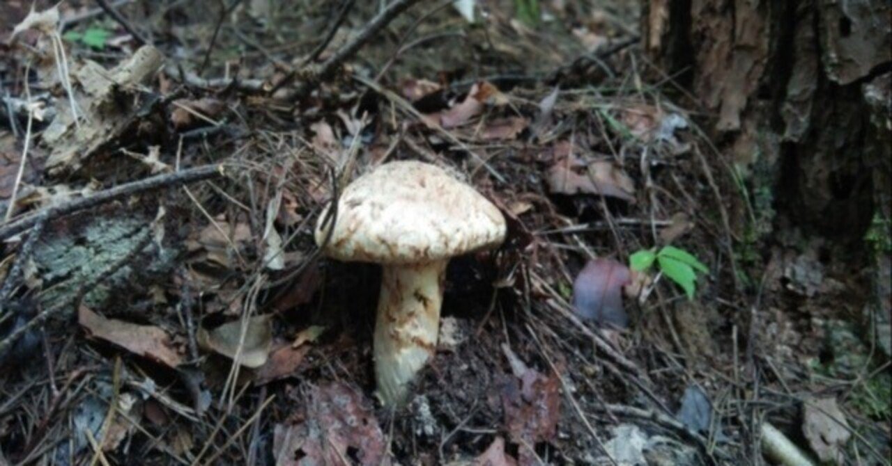 私たちの嗅覚の乱れと、松枯れ問題を考えてみた!ーmOrganicsの合成香料不使用に関してー|mOrganics