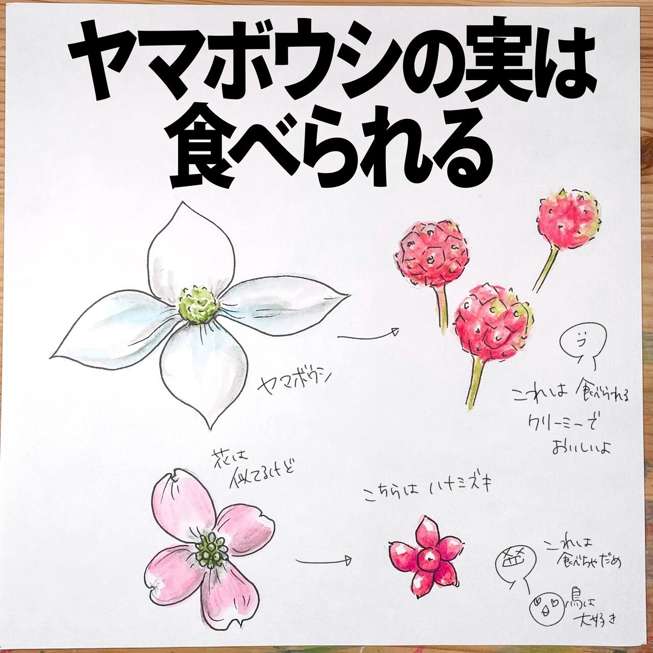 ヤマボウシの実は食べられます 自然ガイドのくますけ ネタ帳を毎日配信中 Note ヤマボウシの実は食べられます 自然ガイドのくますけ ネタ帳を毎日配信中 Note