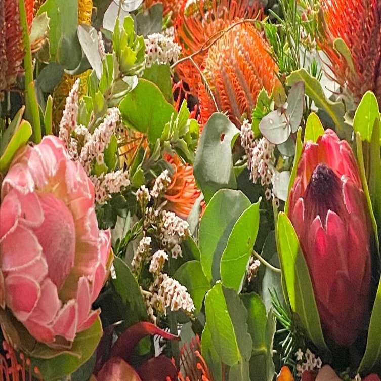 ネイティブフラワーのお話し。〜プロティア編〜｜Yukina Sakabe