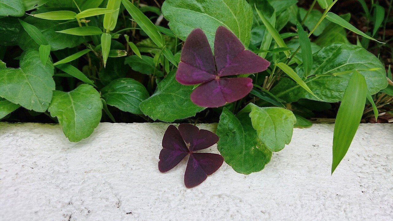 トリアングラリス 花言葉 決してあなたを捨てません 紫色のクローバー だとばかり思いこんでいたのですが これは カタバミ という全く別の品種だそう クローバーの葉は丸っこく カタバミはハート 水菜月 華 Note
