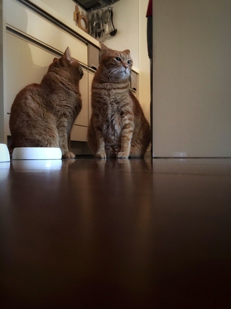 猫と暮らすなら兄弟に限る 7 - ぼくちび｜mizunote｜note