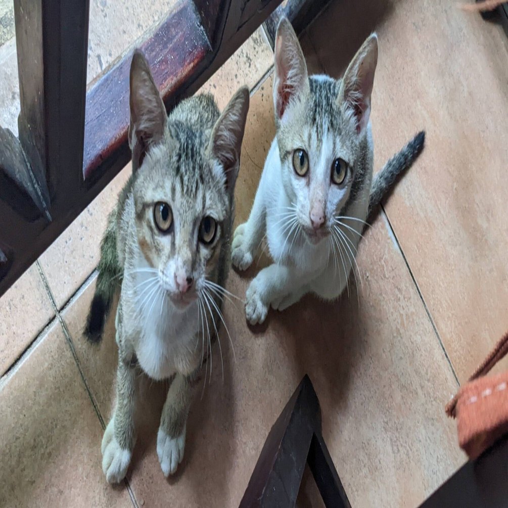 Day21 ベトナム63省バイク旅 Binh Thuận省編 雨の日の思い出と猫 Mami Cantho Note