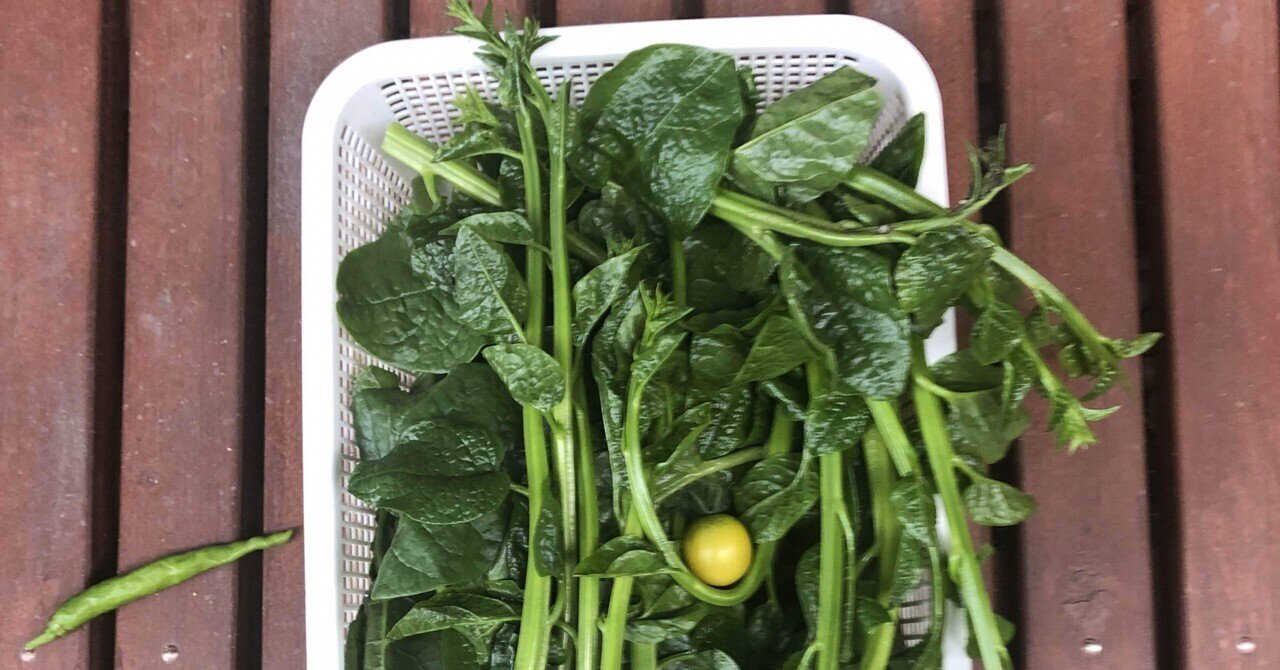 自家栽培 野菜が取れすぎる 猫草 Note